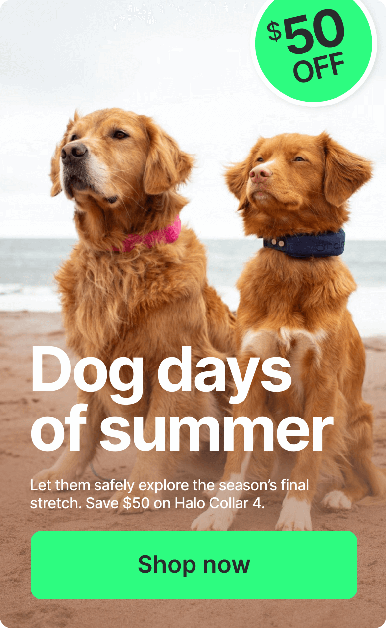 It’s the Dog Days of Summer. Let them safely explore the season’s final stretch. Save $50 on Halo Collar 4.