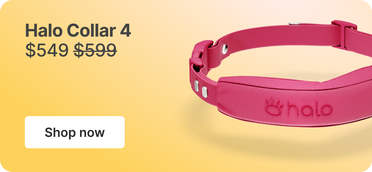 Halo Collar 4: $549. Shop now