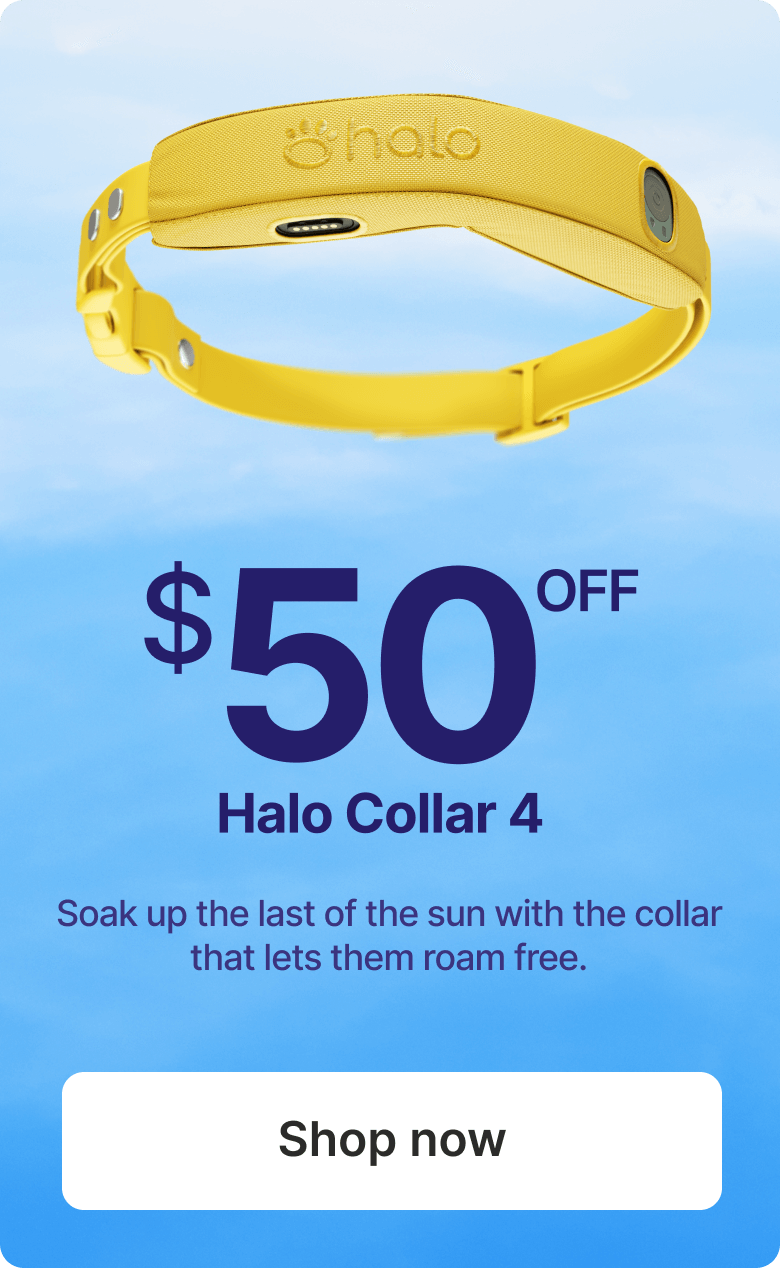 Last call for $50 off summer savings! Soak up the last of the sun with the collar that lets them roam free.
