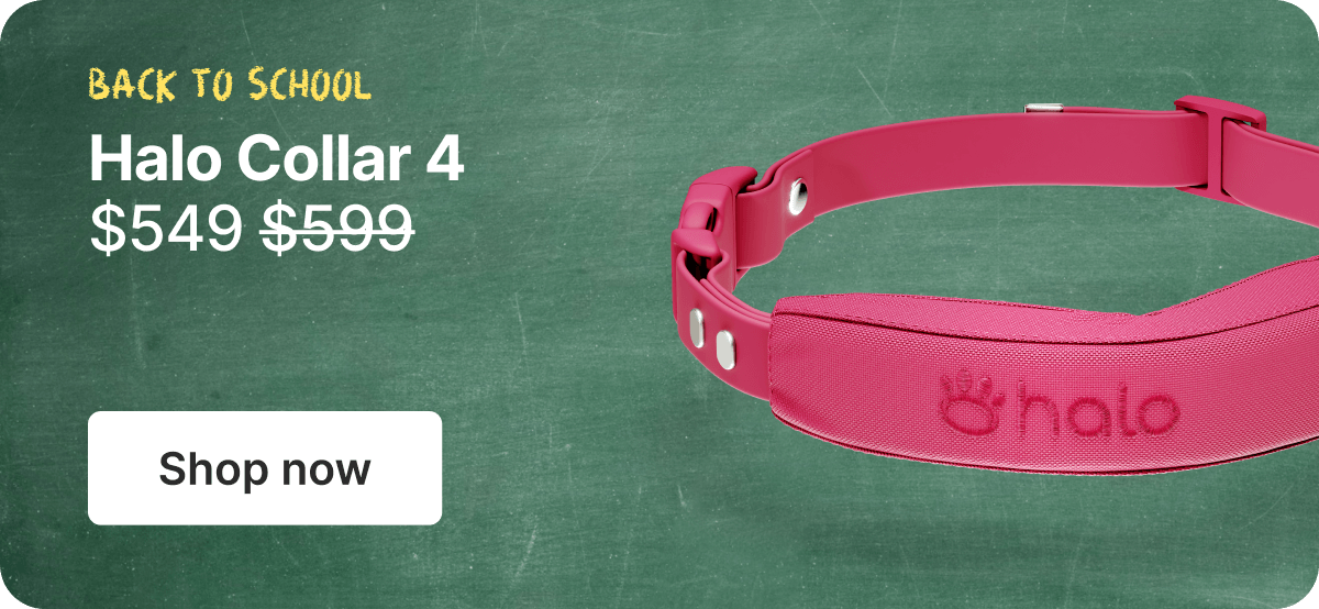 Back to school. Halo Collar 4 $549. Shop now.