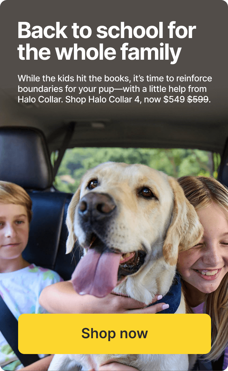 Out the door? Keep them protected at home. While the kids hit the books, it’s time to reinforce boundaries for your pup.