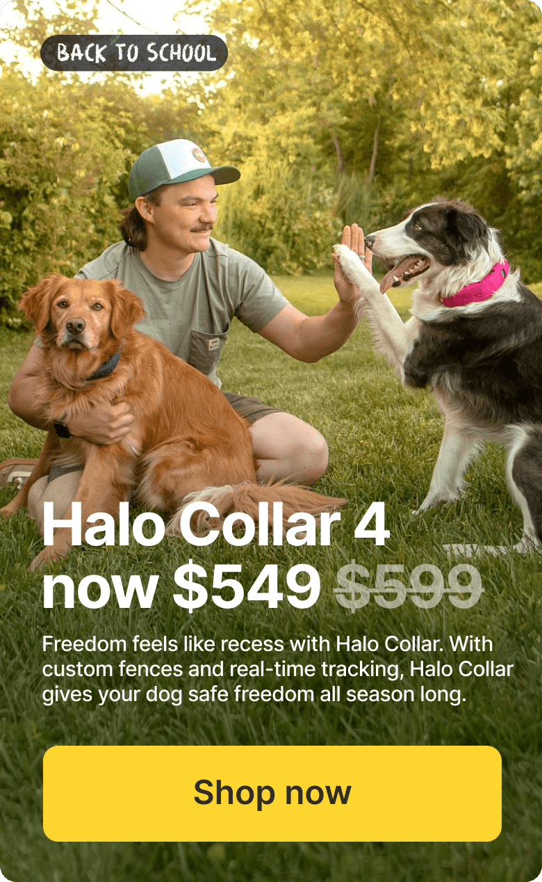 $50 off the Halo Collar 4. Made for new routines this back to school season.