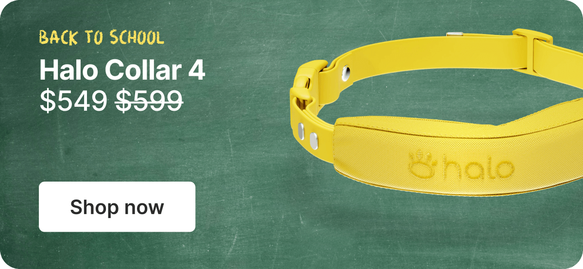 Back to school. Halo Collar 4 $549. Shop now.