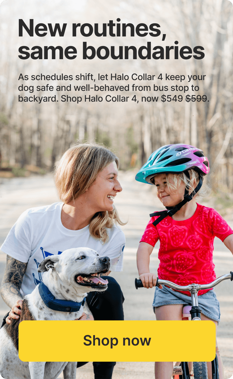 Get back on track and save $50. As schedules shift, let Halo Collar 4 keep your dog safe and well-behaved.