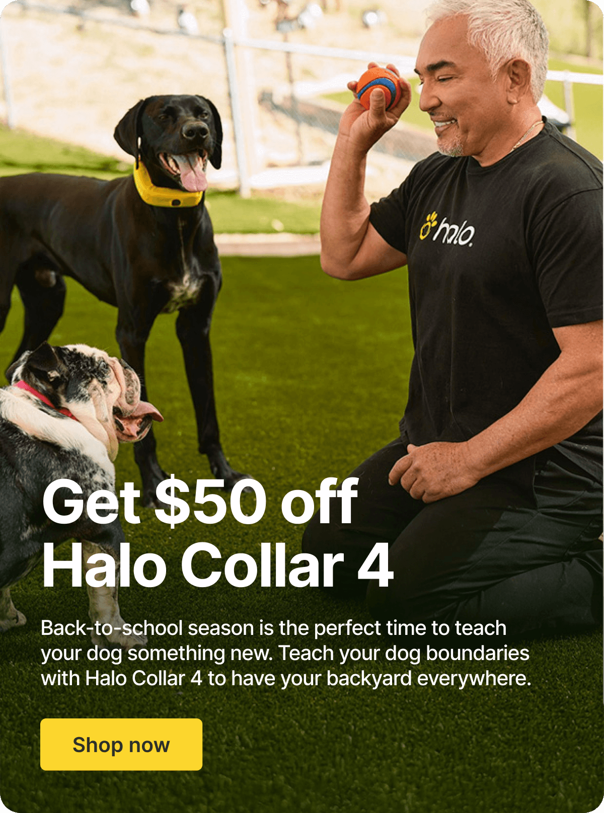 Your training sidekick is now $549. Back to school is the perfect time to teach your dog something new.