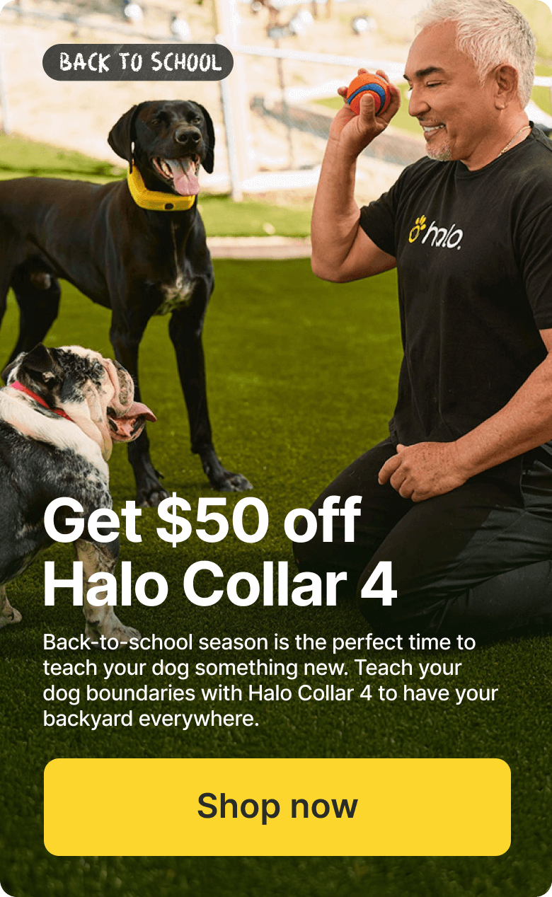 Your training sidekick is now $549. Back to school is the perfect time to teach your dog something new.