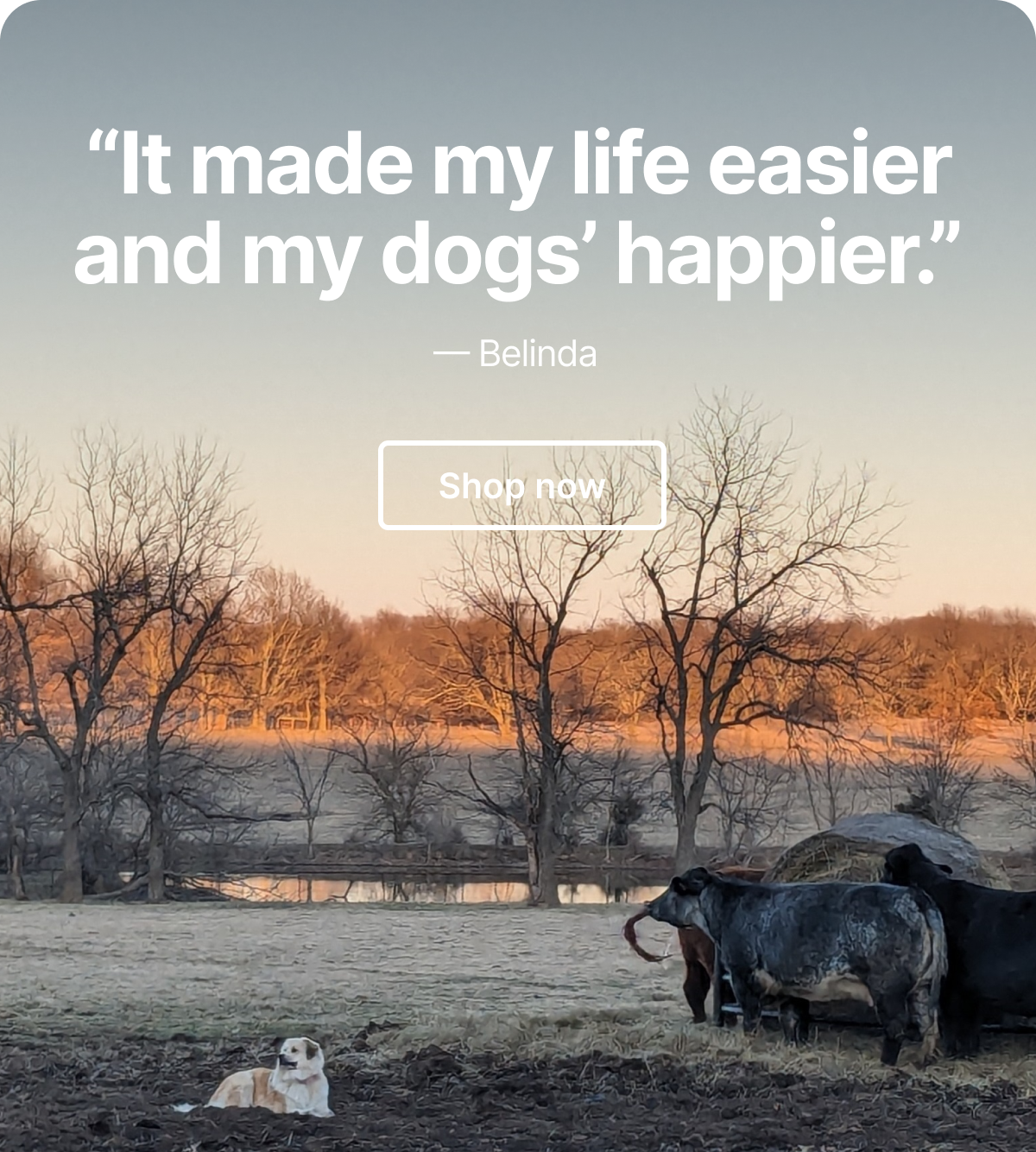 Safe on every acre. Halo Collar 4 is $50 off. Meet two big dogs on an even bigger property.