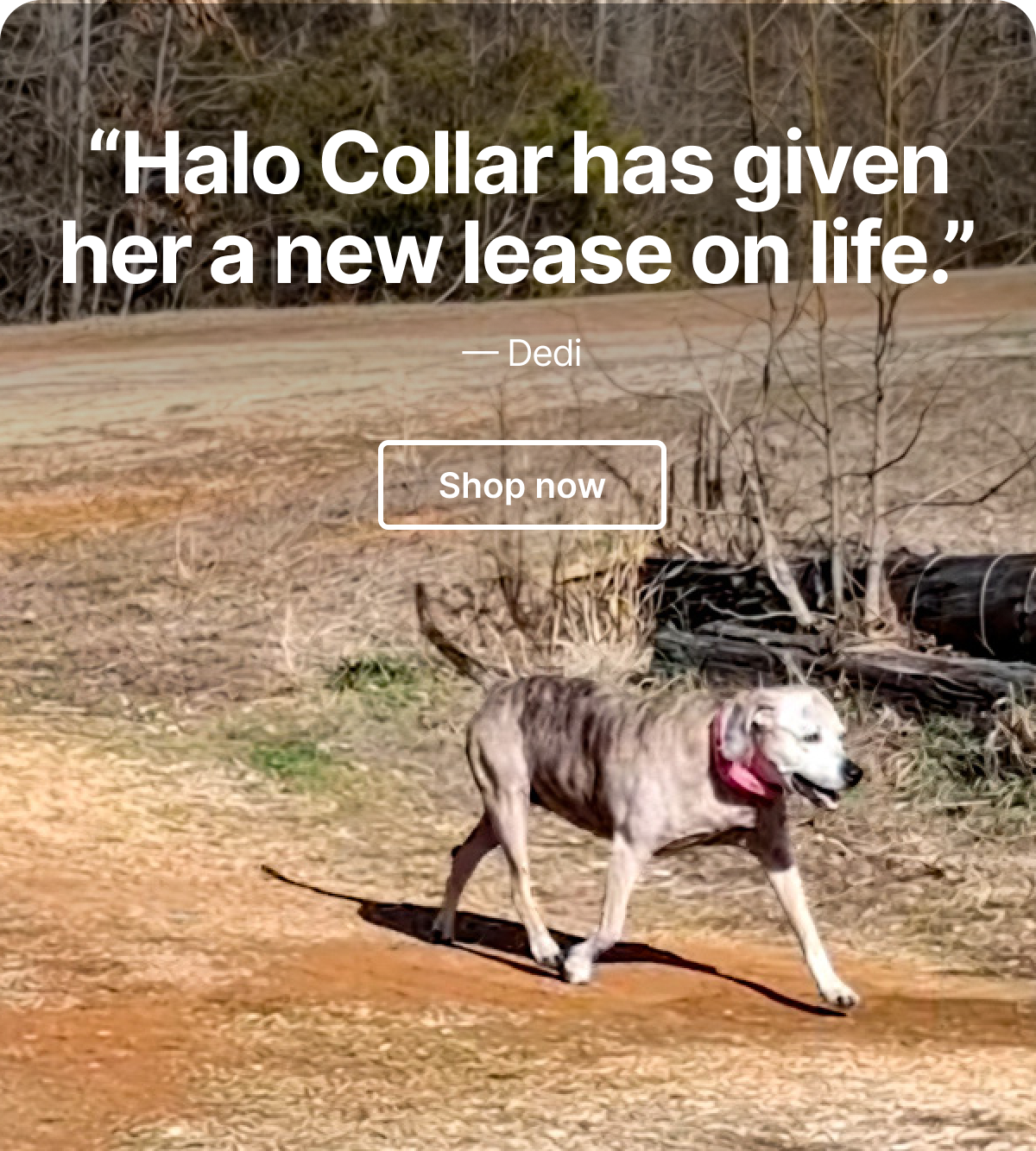 $50 off the collar that changed everything. And why their dog doesn’t leave home without it.