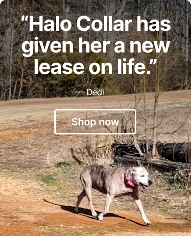 $50 off the collar that changed everything. And why their dog doesn’t leave home without it.