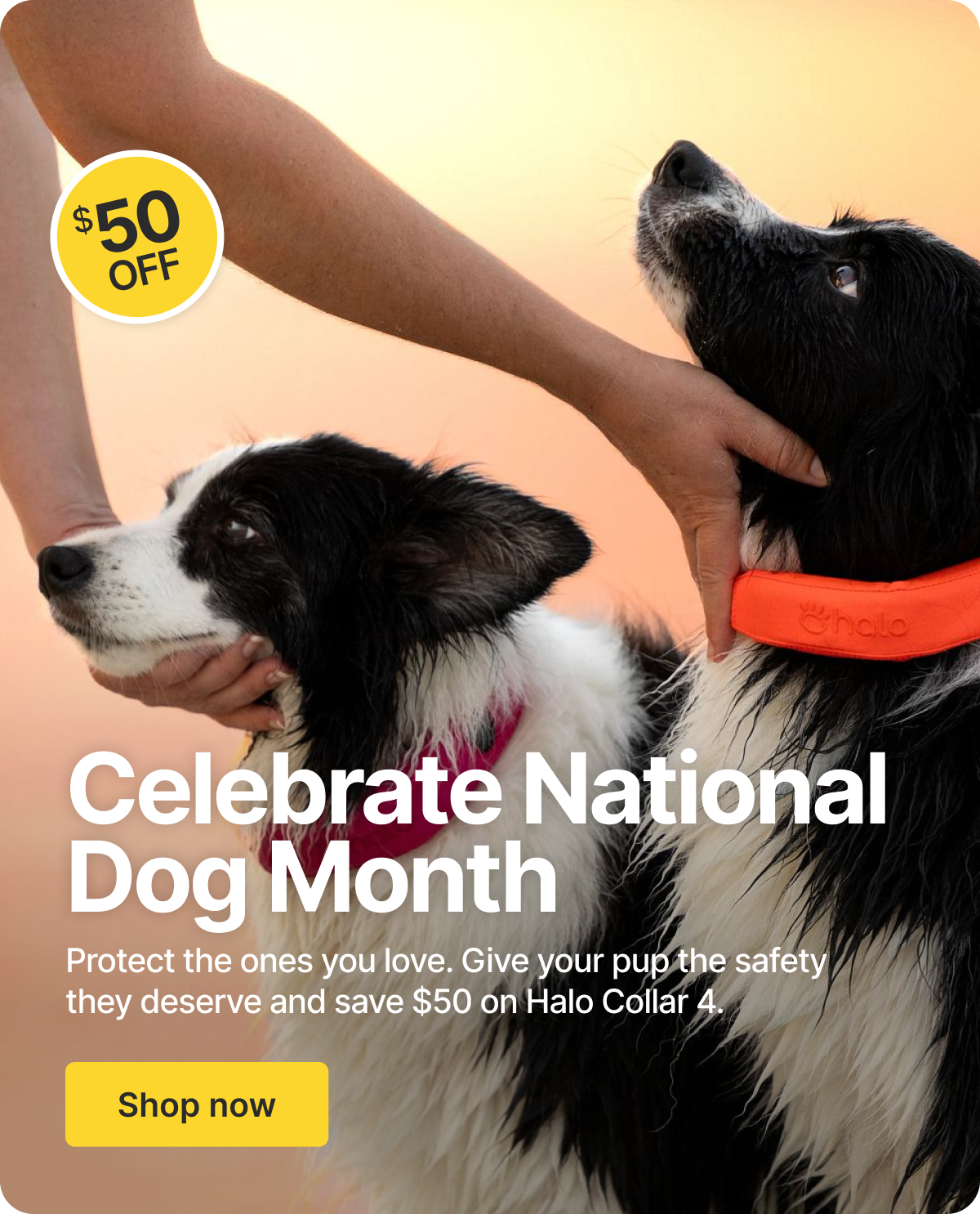 Dogs deserve to be celebrated. Take $50 off for National Dog Month, this August.