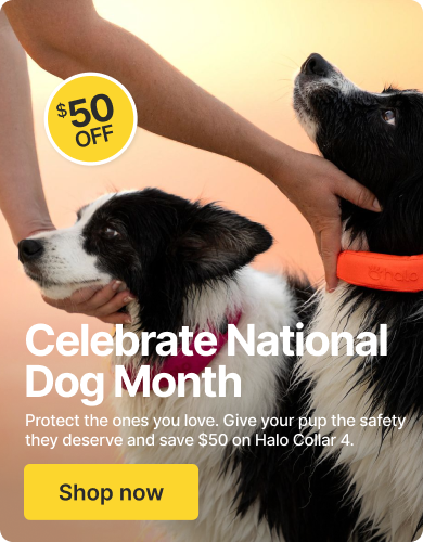 Dogs deserve to be celebrated. Take $50 off for National Dog Month, this August.