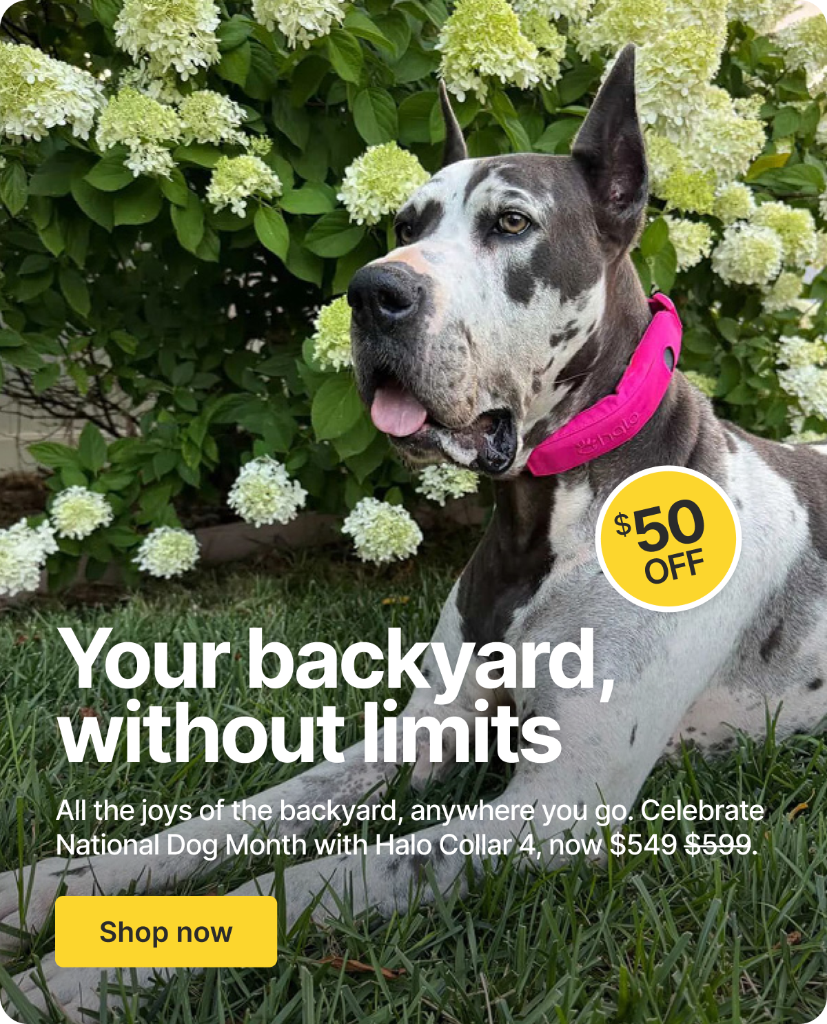 Our gift for National Dog Month—$50 off. Because every dog is worth it