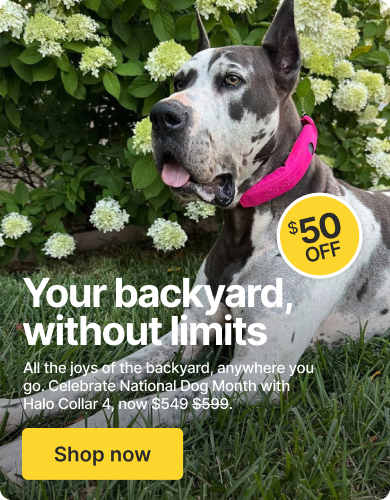 Our gift for National Dog Month—$50 off. Because every dog is worth it
