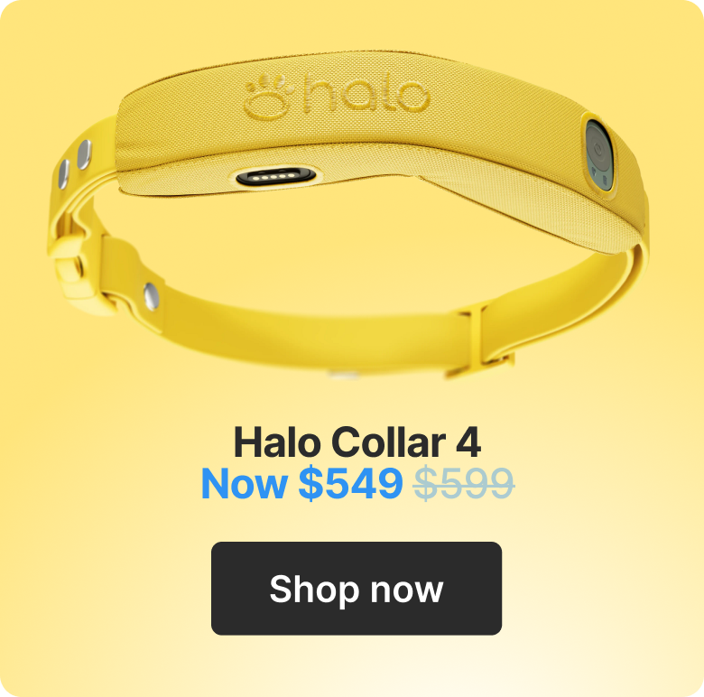 Halo Collar 4 $549. Shop now.
