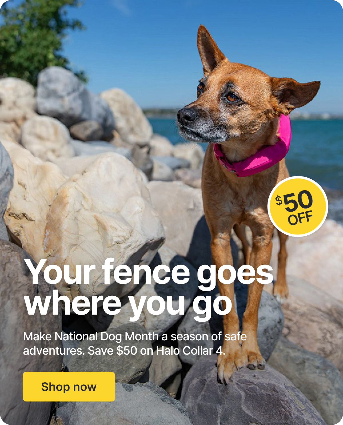 Halo Collar 4, now at $549. Savings for National Dog Month