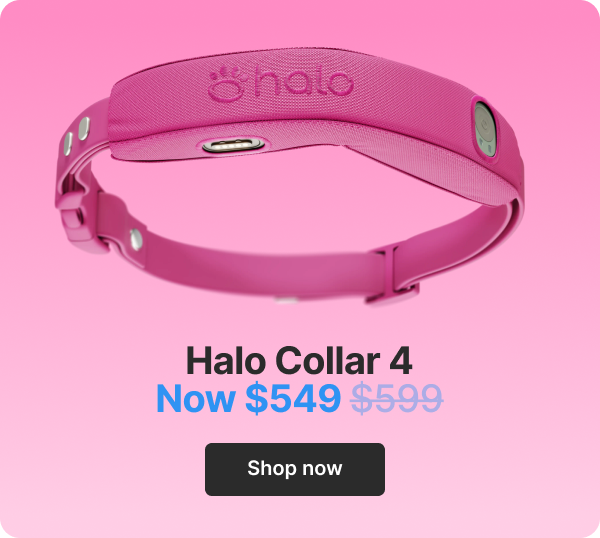 Halo Collar 4 $549. Shop now.