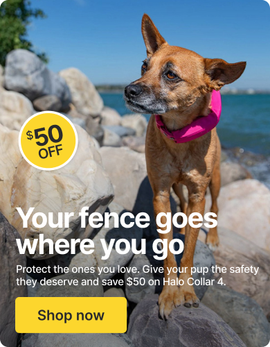 Halo Collar 4, now at $549. Savings for National Dog Month
