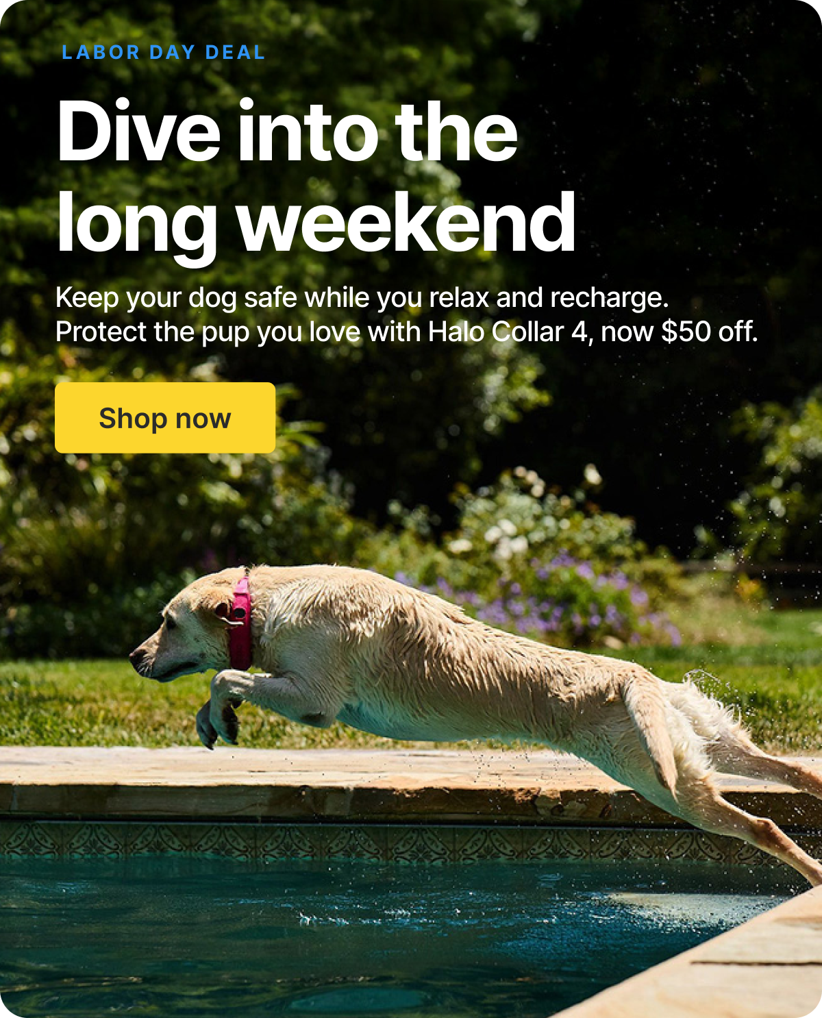 Labor Day savings: $50 off Halo Collar 4. Keep your dog safe while you relax and recharge this weekend.
