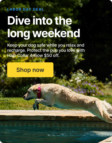Labor Day savings: $50 off Halo Collar 4. Keep your dog safe while you relax and recharge this weekend.