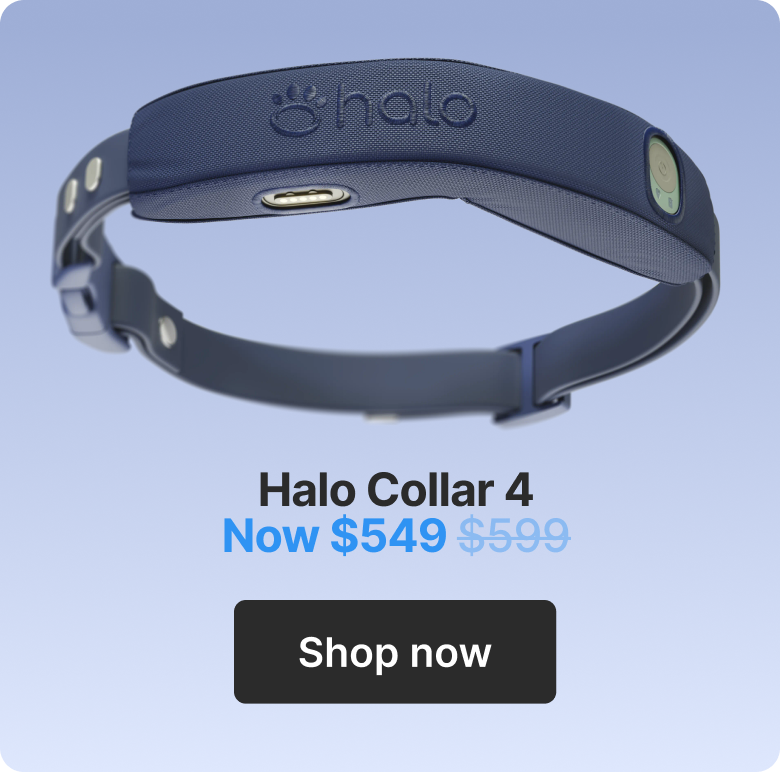 Halo Collar 4 $549. Shop now.