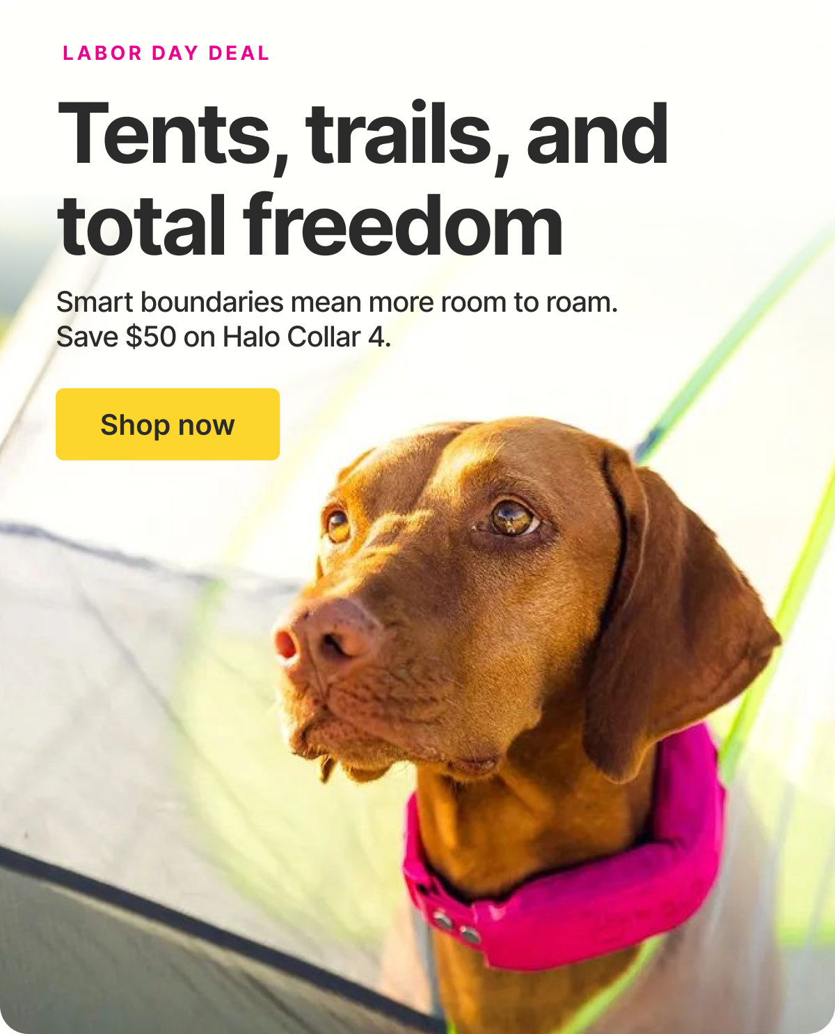 Long weekends mean bigger adventures. Keep them safe while they roam, with $50 off Halo Collar 4.