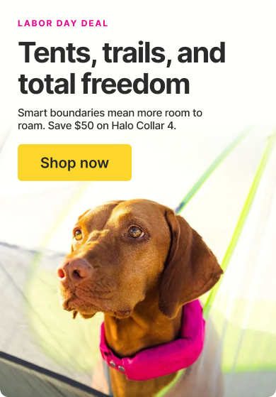 Long weekends mean bigger adventures. Keep them safe while they roam, with $50 off Halo Collar 4.