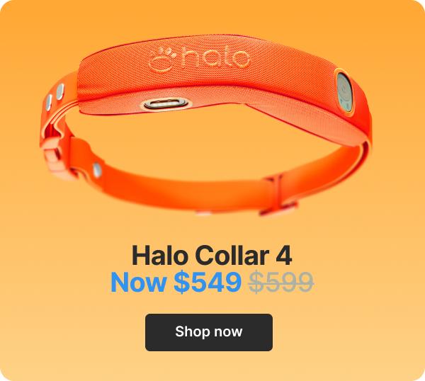 Halo Collar 4 $549. Shop now.