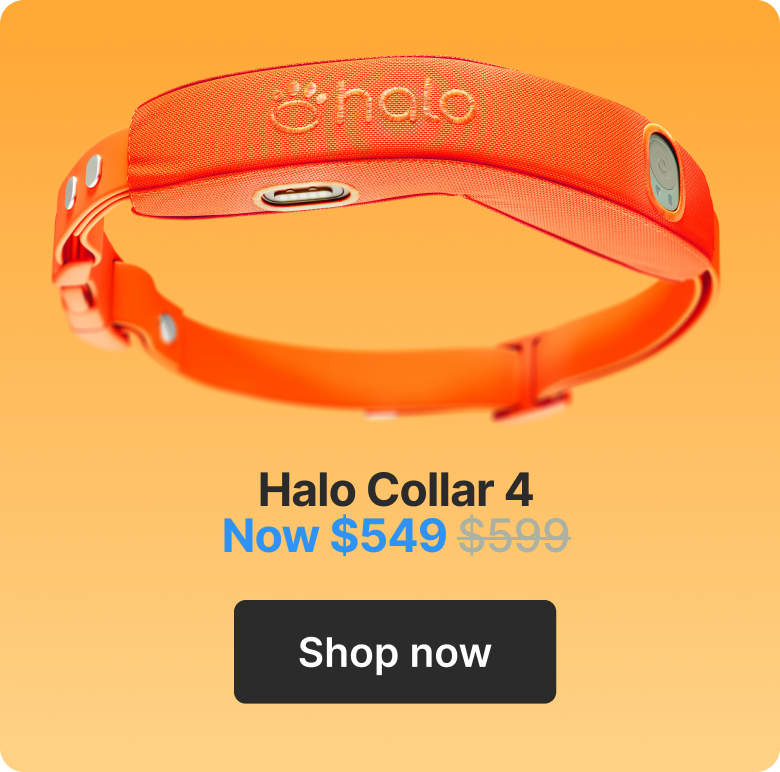 Halo Collar 4 $549. Shop now.