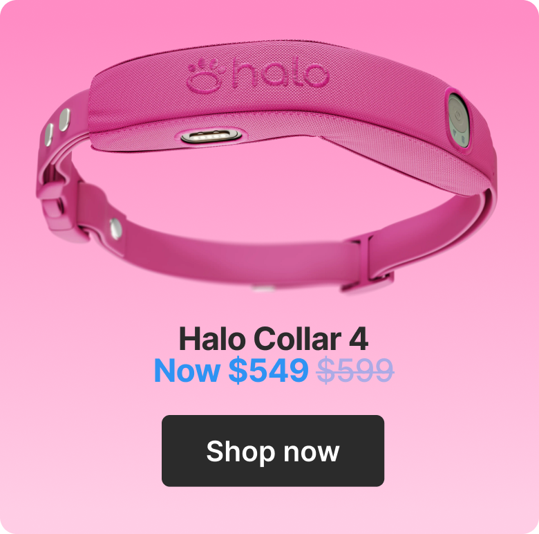 Halo Collar 4 $549. Shop now.