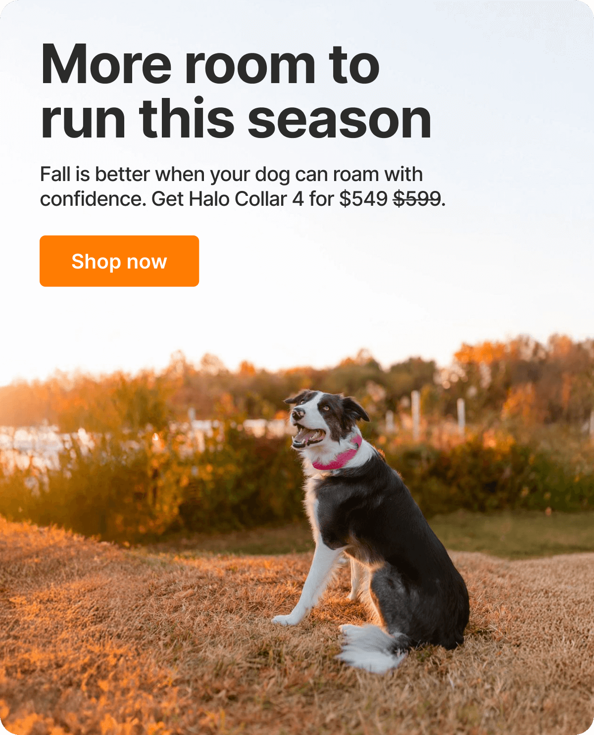 Autumn is almost here – save $50 now! Fall is better when your dog can roam with confidence.