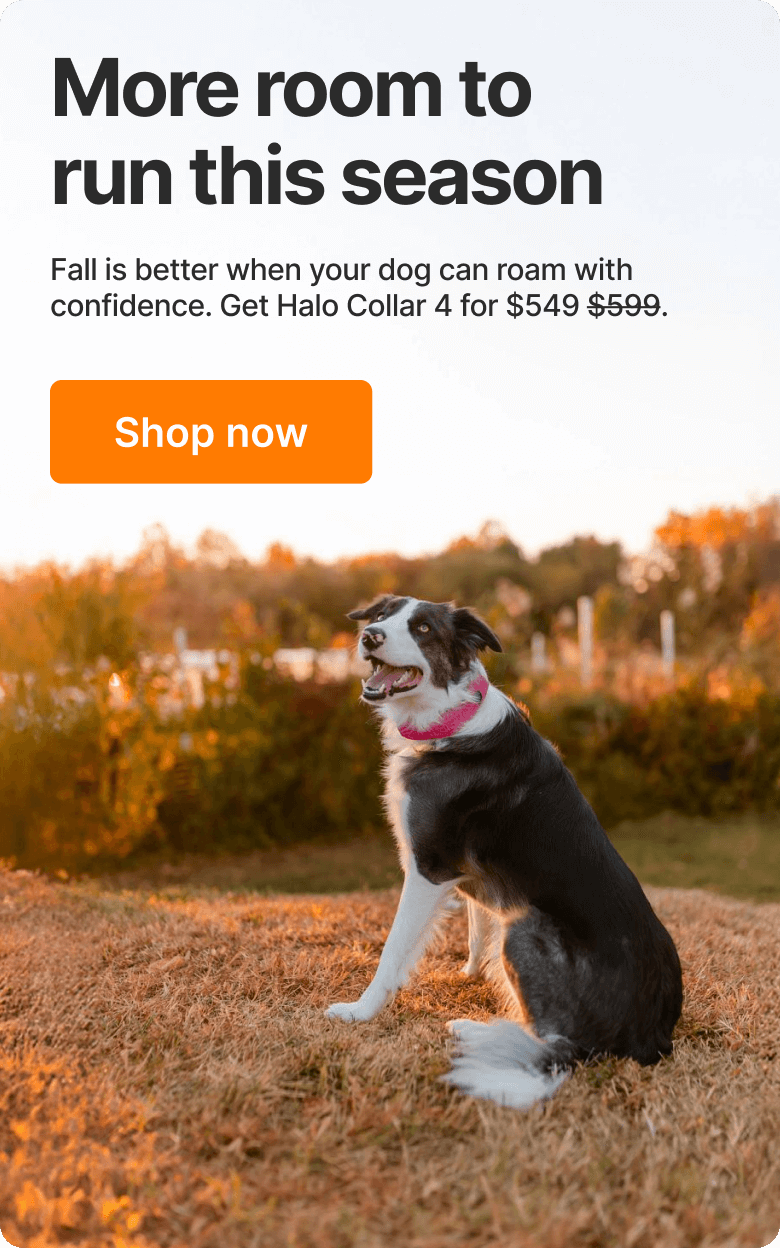 Autumn is almost here – save $50 now! Fall is better when your dog can roam with confidence.
