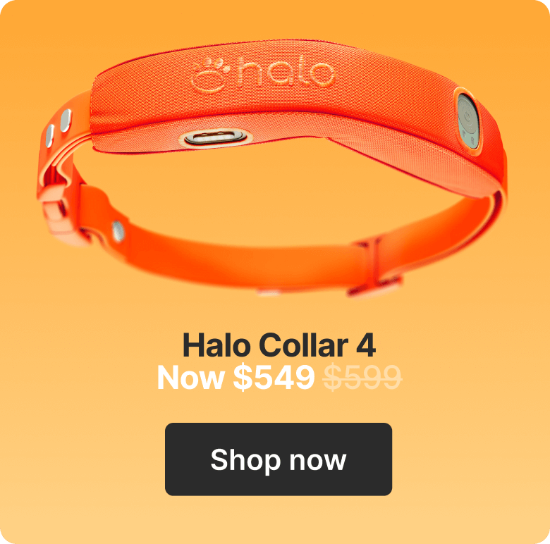 Halo Collar 4. Now $549. Shop now.