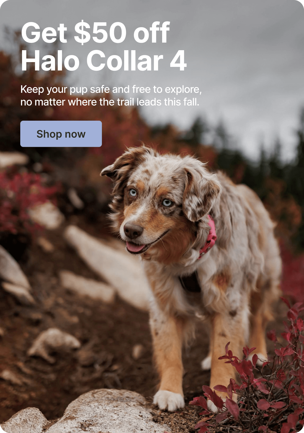 As seasons change, safety stays. Shop Halo Collar 4, now $50 off.