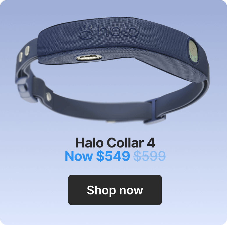 Halo Collar 4. Now $549. Shop now.