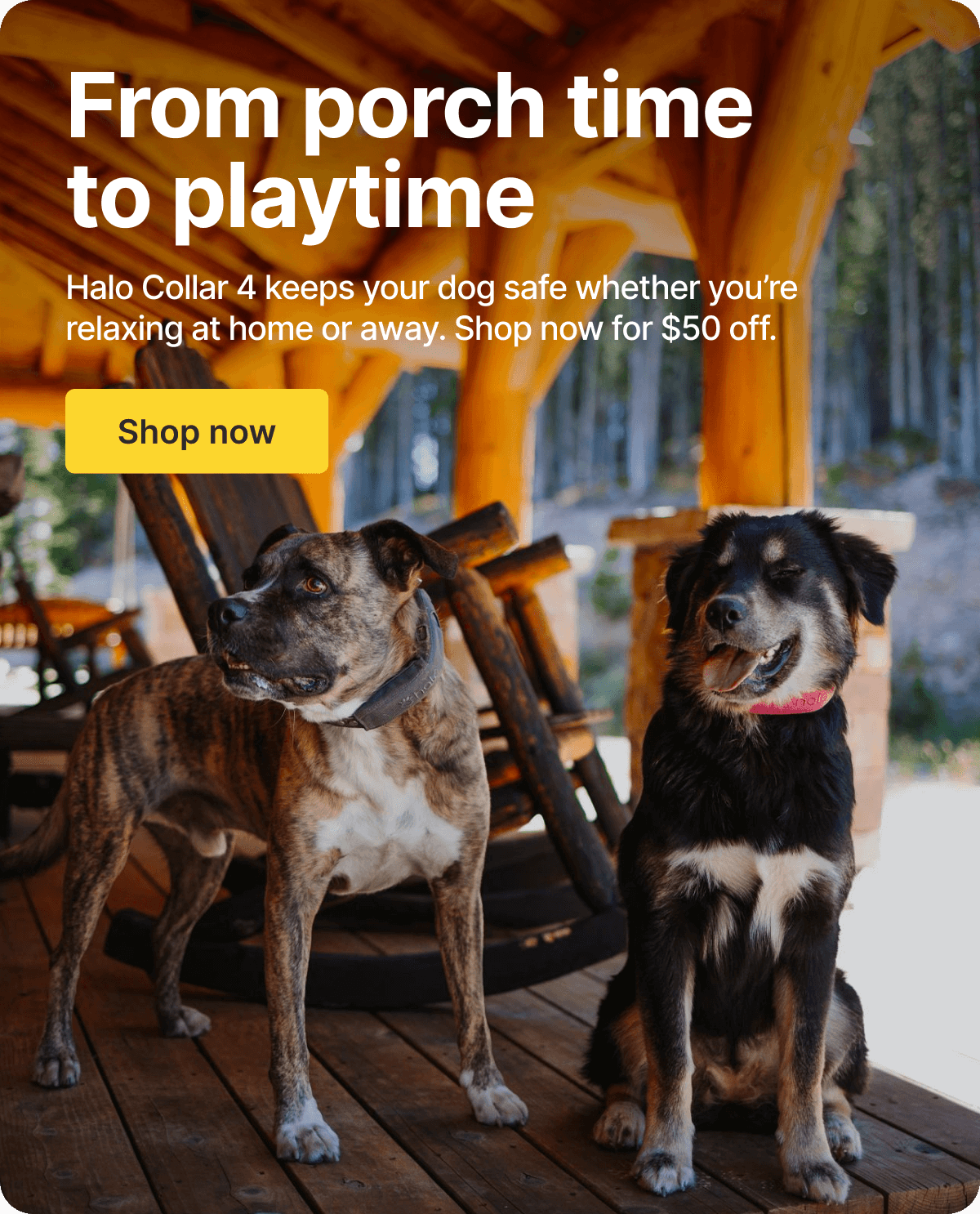 One collar for every adventure. Halo Collar 4 keeps your dog safe, wherever you are.