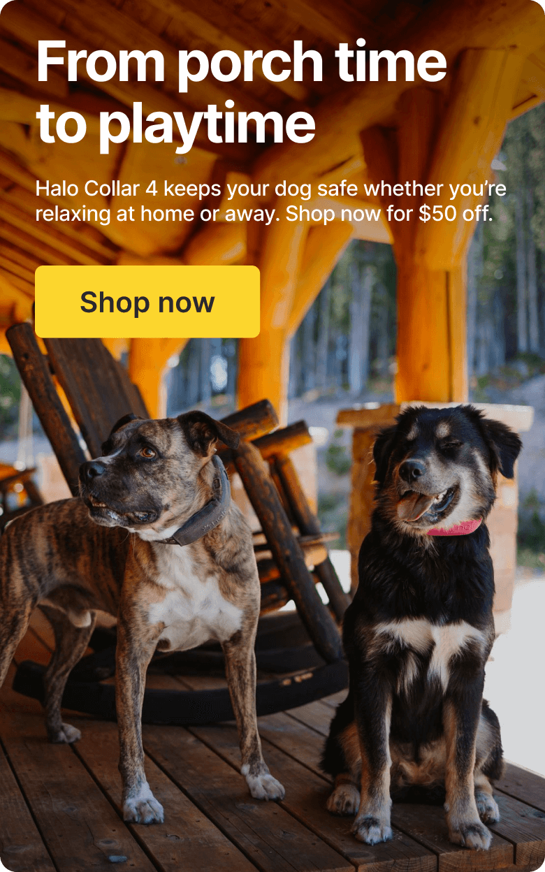 One collar for every adventure. Halo Collar 4 keeps your dog safe, wherever you are.