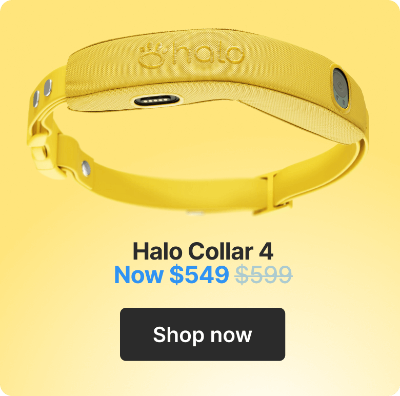 Halo Collar 4. Now $549. Shop now.