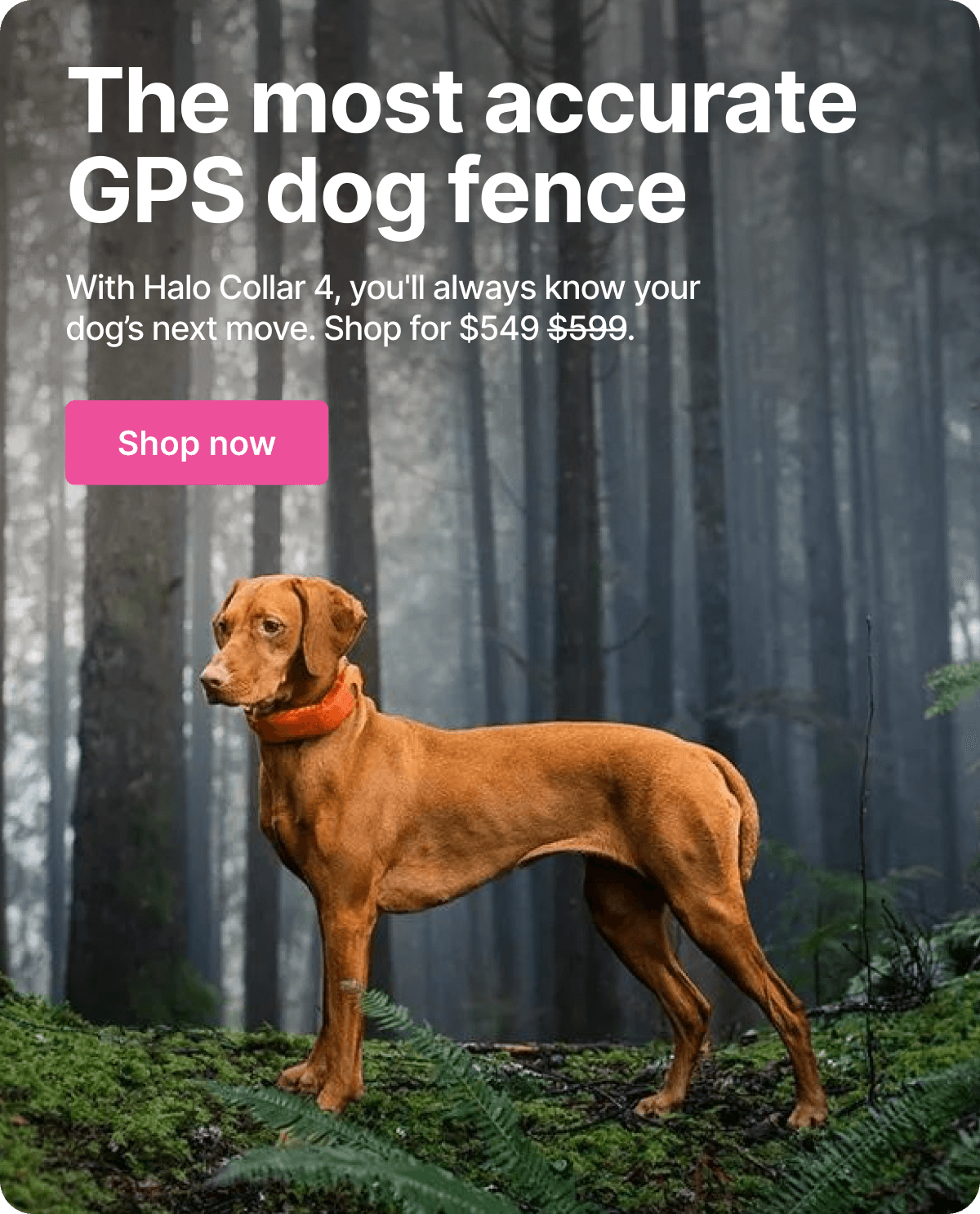 Unmatched GPS precision. With Halo Collar 4, you’ll always know your dog's next move.