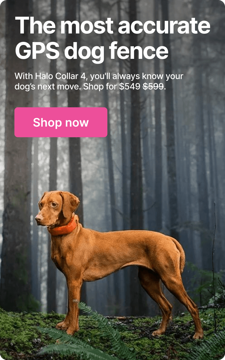 Unmatched GPS precision. With Halo Collar 4, you’ll always know your dog's next move.