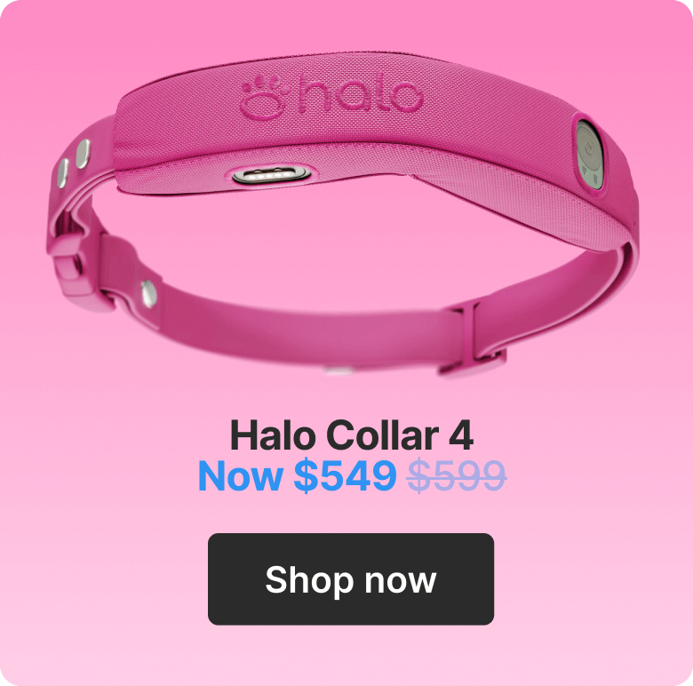 Halo Collar 4. Now $549. Shop now.
