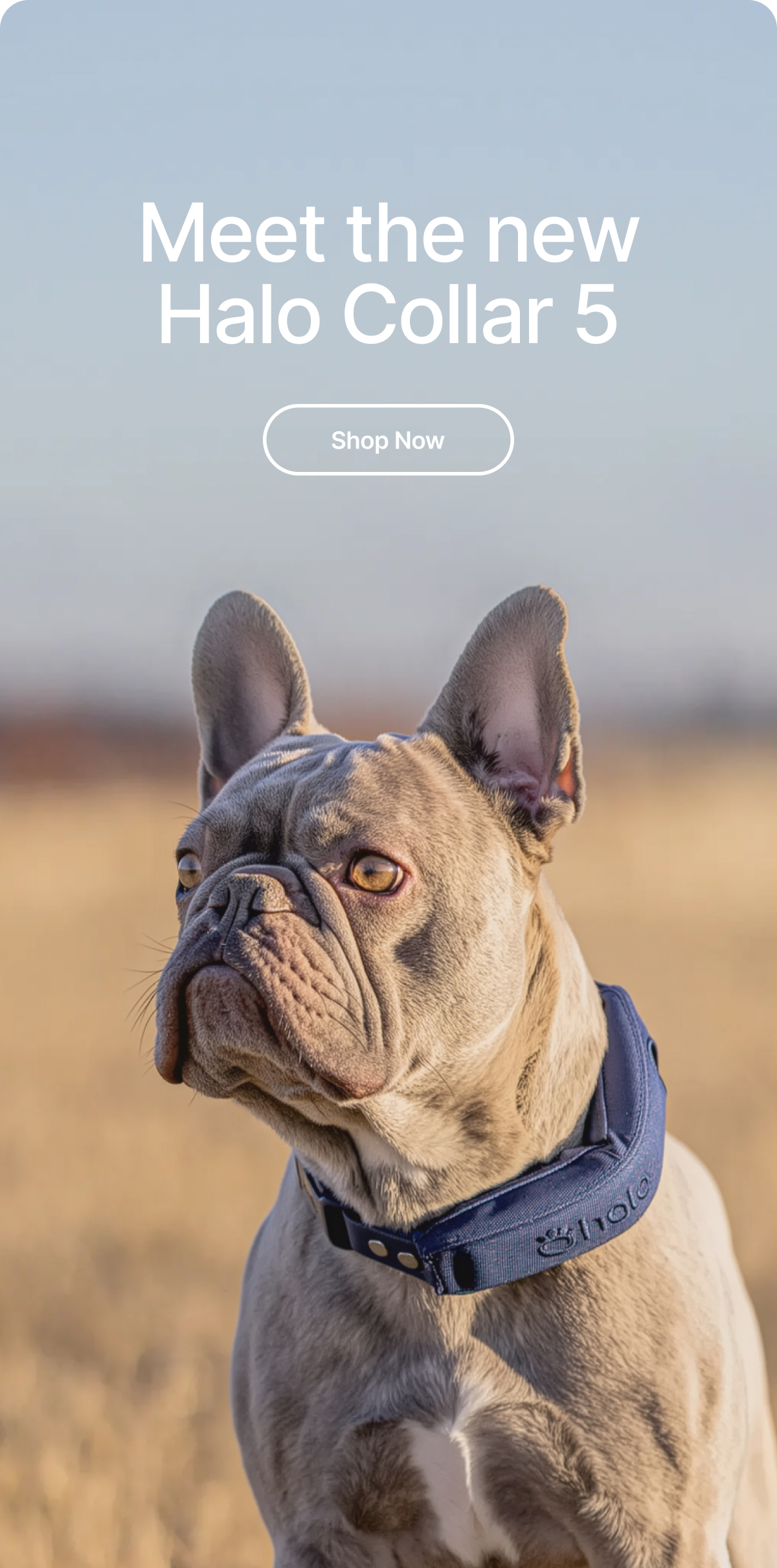 Meet the NEW Halo Collar 5. Our most advanced GPS dog fence yet. Unmatched precision, non-stop tracking and longer battery life.