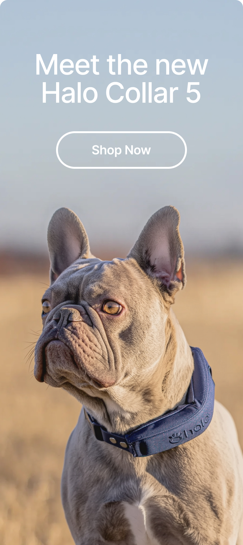 Meet the NEW Halo Collar 5. Our most advanced GPS dog fence yet. Unmatched precision, non-stop tracking and longer battery life.