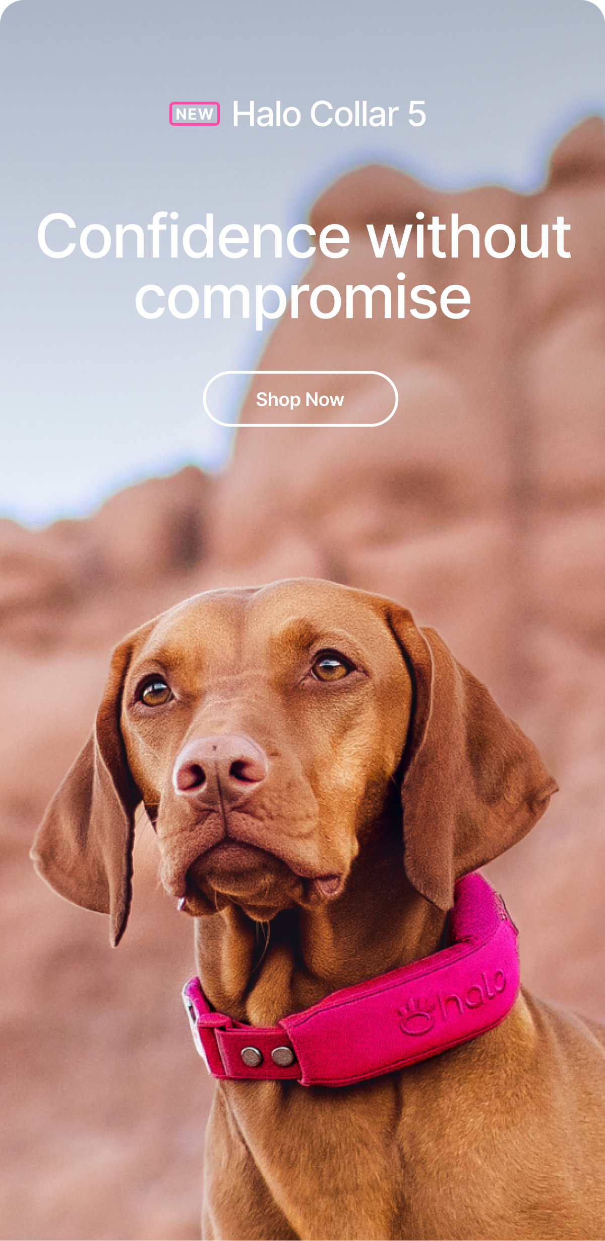 Nonstop GPS, no compromises. Halo Collar 5. AlwaysOn™ GPS is nonstop, real-time tracking with no compromises or low-power modes.