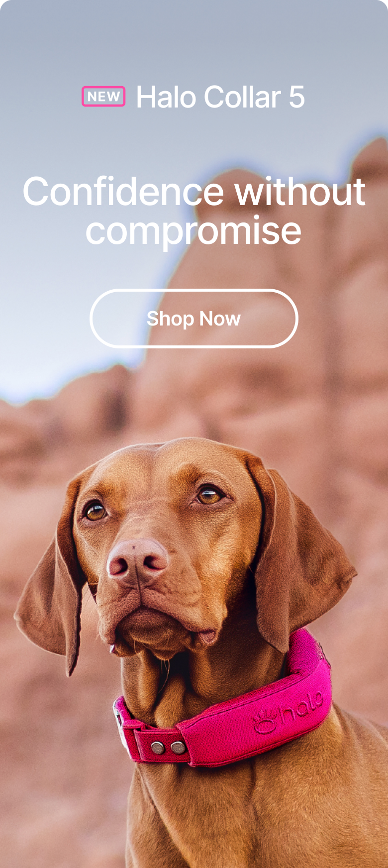 Nonstop GPS, no compromises. Halo Collar 5. AlwaysOn™ GPS is nonstop, real-time tracking with no compromises or low-power modes.