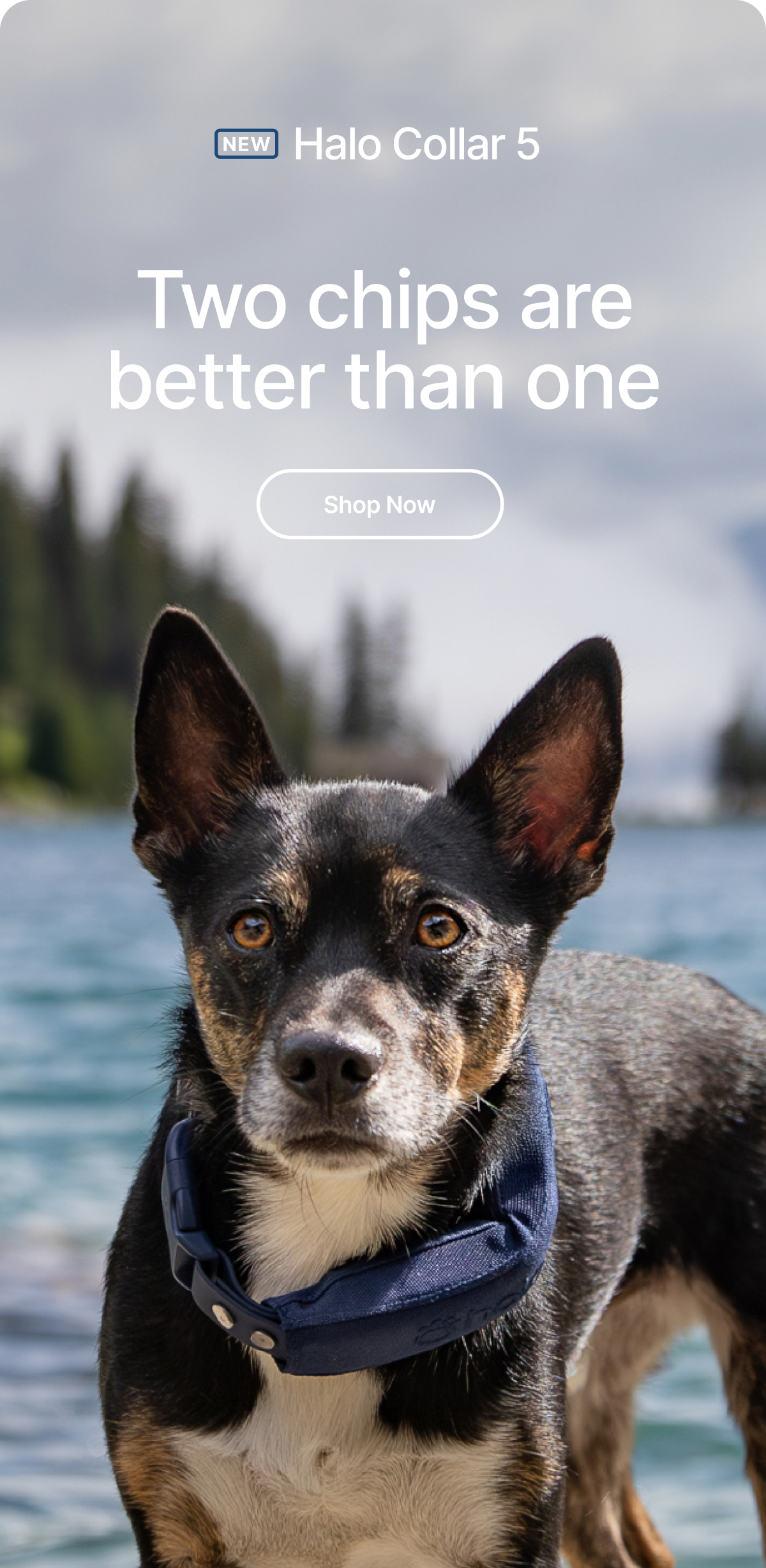 Enhanced connectivity: New Halo Collar 5. Faster, more stable connections with new dedicated Wi-Fi and Bluetooth chips.
