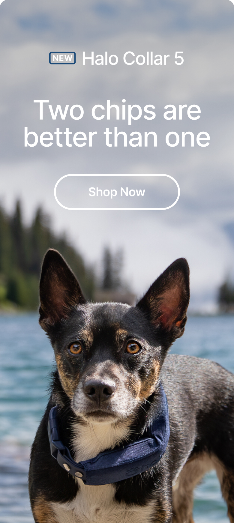 Enhanced connectivity: New Halo Collar 5. Faster, more stable connections with new dedicated Wi-Fi and Bluetooth chips.