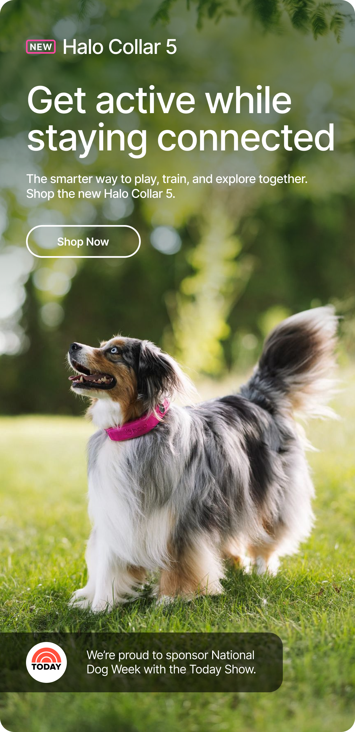 Freedom and safety, redefined. NEW Halo Collar 5. The smarter way to play, train, and explore together. Shop the safest GPS dog fence today!
