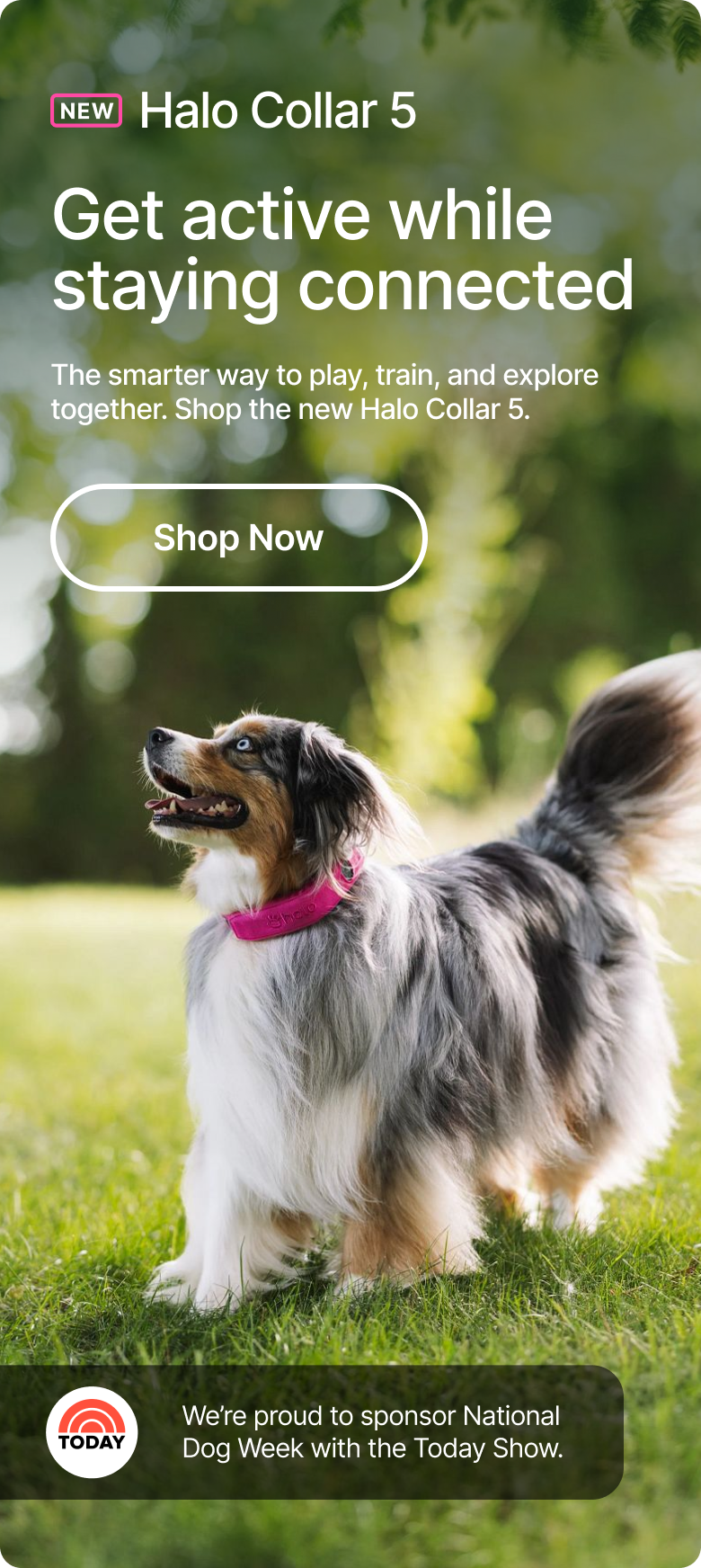 Freedom and safety, redefined. NEW Halo Collar 5. The smarter way to play, train, and explore together. Shop the safest GPS dog fence today!