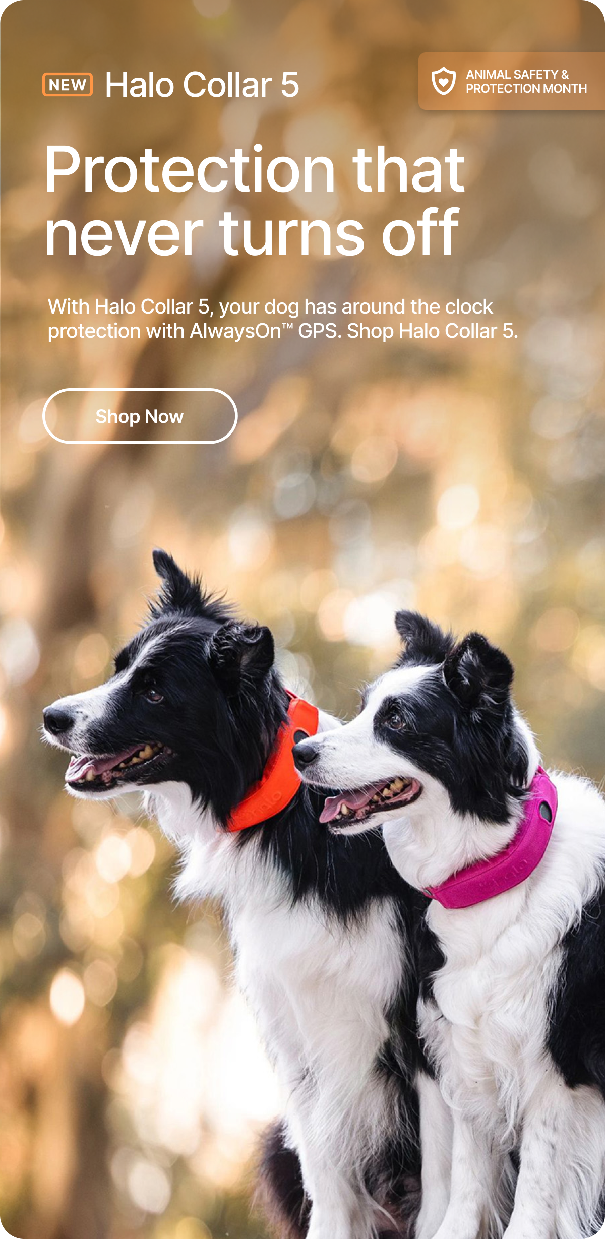 Dog safety is our mission, Halo Collar 5 is the solution. With the all-new Halo Collar 5, your dog has around the clock protection with AlwaysOn™ GPS. Shop now!