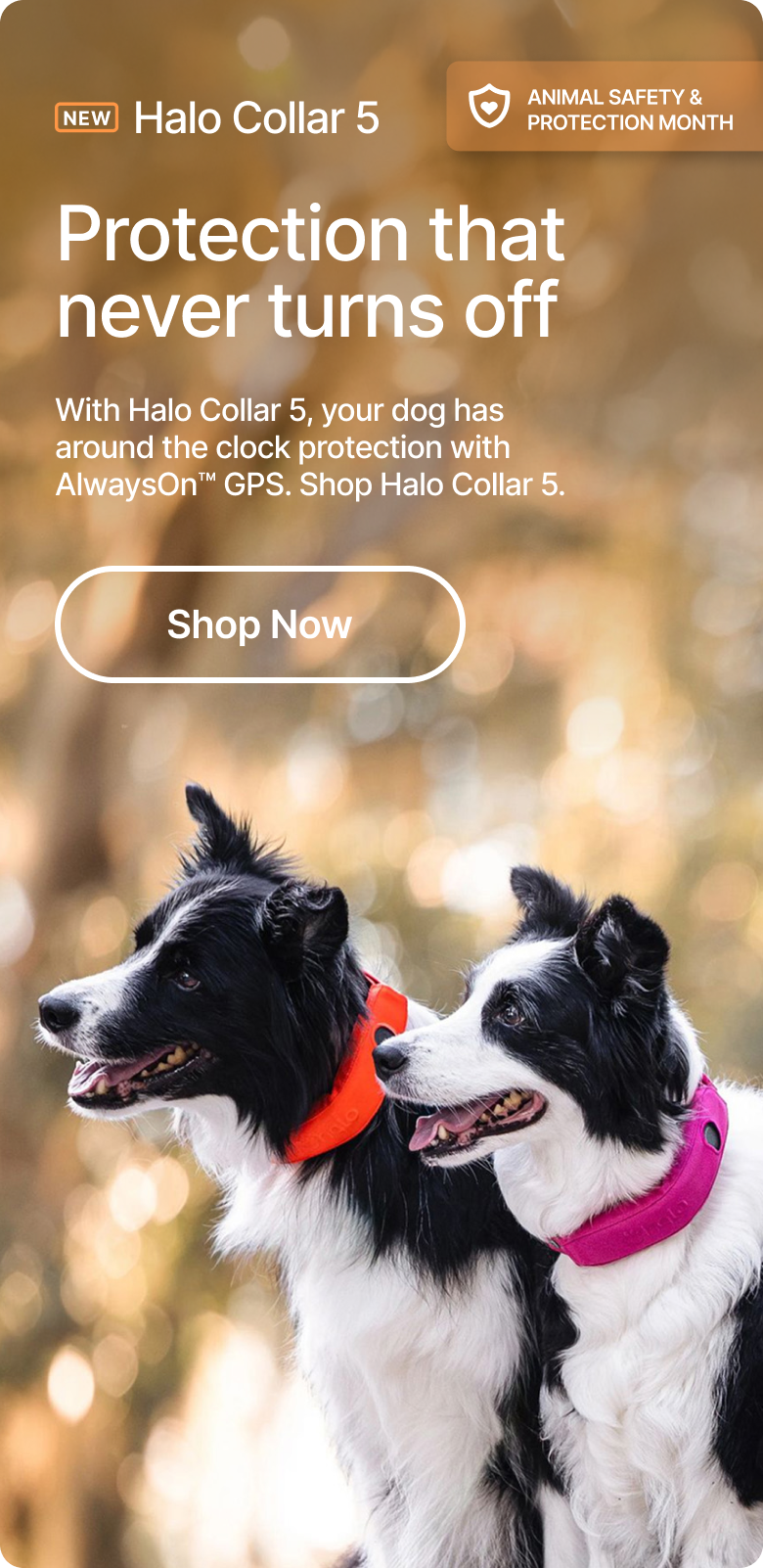 Dog safety is our mission, Halo Collar 5 is the solution. With the all-new Halo Collar 5, your dog has around the clock protection with AlwaysOn™ GPS. Shop now!
